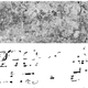 Illustration for article titled This is the oldest Maya Calendar Ever Discovered